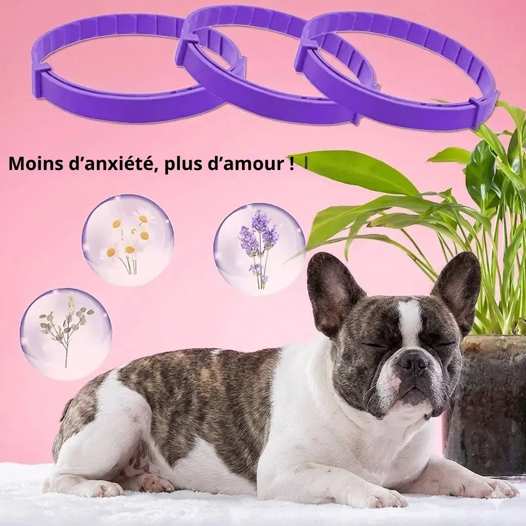 Chien calme avec collier apaisant violet présenté avec des ingrédients naturels illustrés