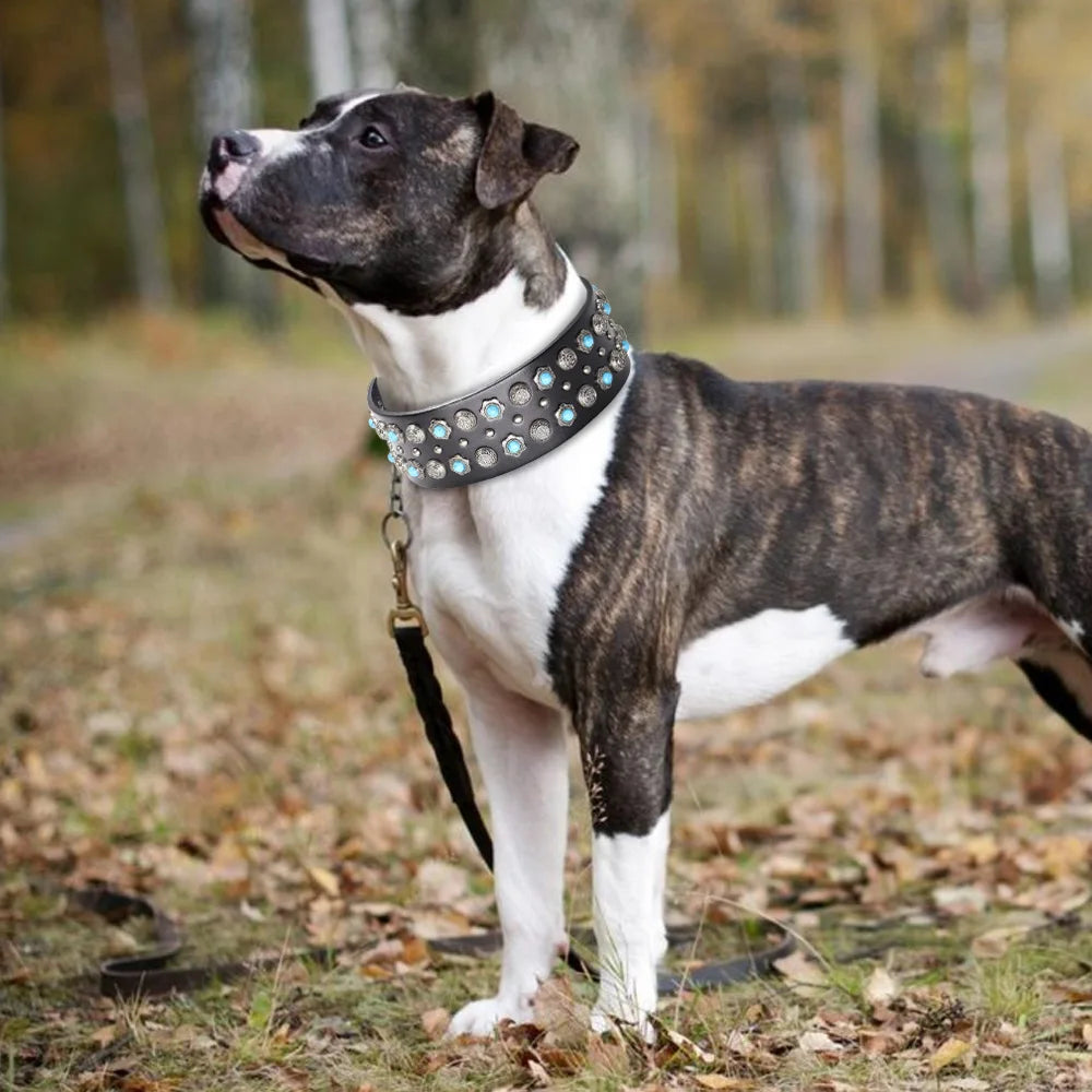 Collier clouté bleu, large pour chien en cuir véritable avec plaques métalliques et rivets idéal pour staff ou pitbull