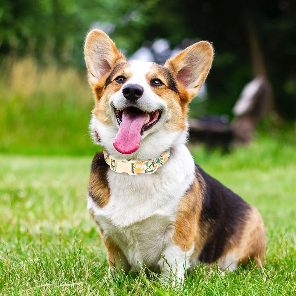 Sublimez votre chien avec le collier orange en nylon imprimé aux superbes motifs