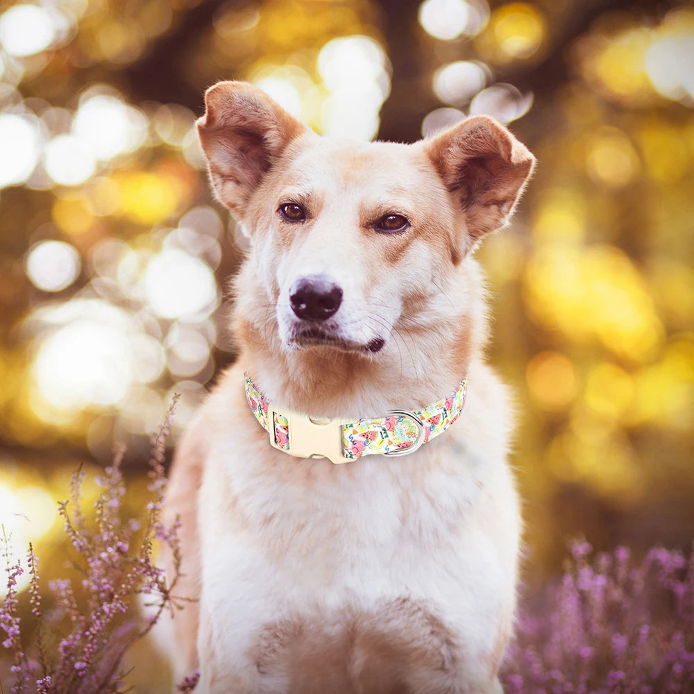 Sublimez votre chien avec le collier rose et coloré en nylon imprimé aux superbes motifs