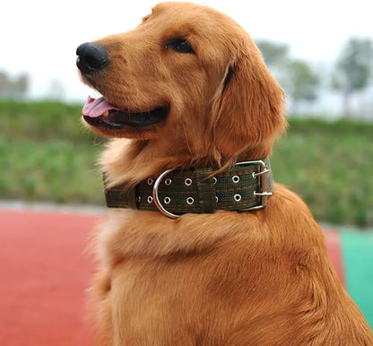 Golden retriever en extérieur portant un collier tactique large kaki.