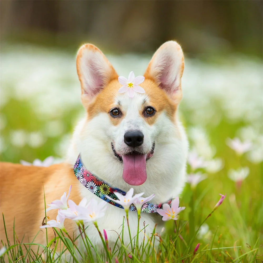 Quoi de mieux qu'un chien dans un champs fleuris pour illustrer le collier en nylon pour chien et ses motifs marguerites multicolores
