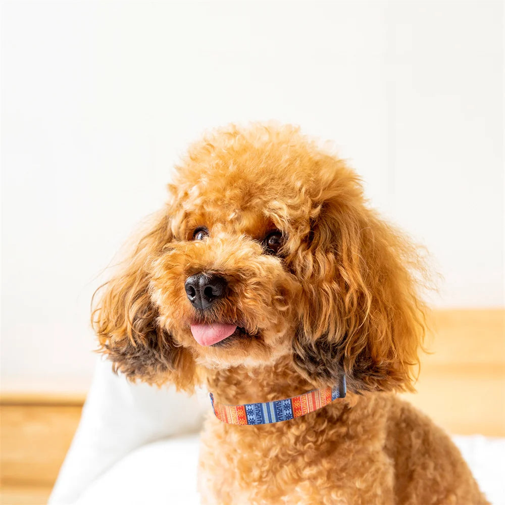 Un collier en nylon pour chien artistique aux motifs originaux qui saura relever la beauté de votre compagnon