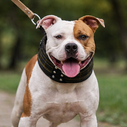 Collier large en coton épais pour grand et gros chien Pitbull et bouledogue