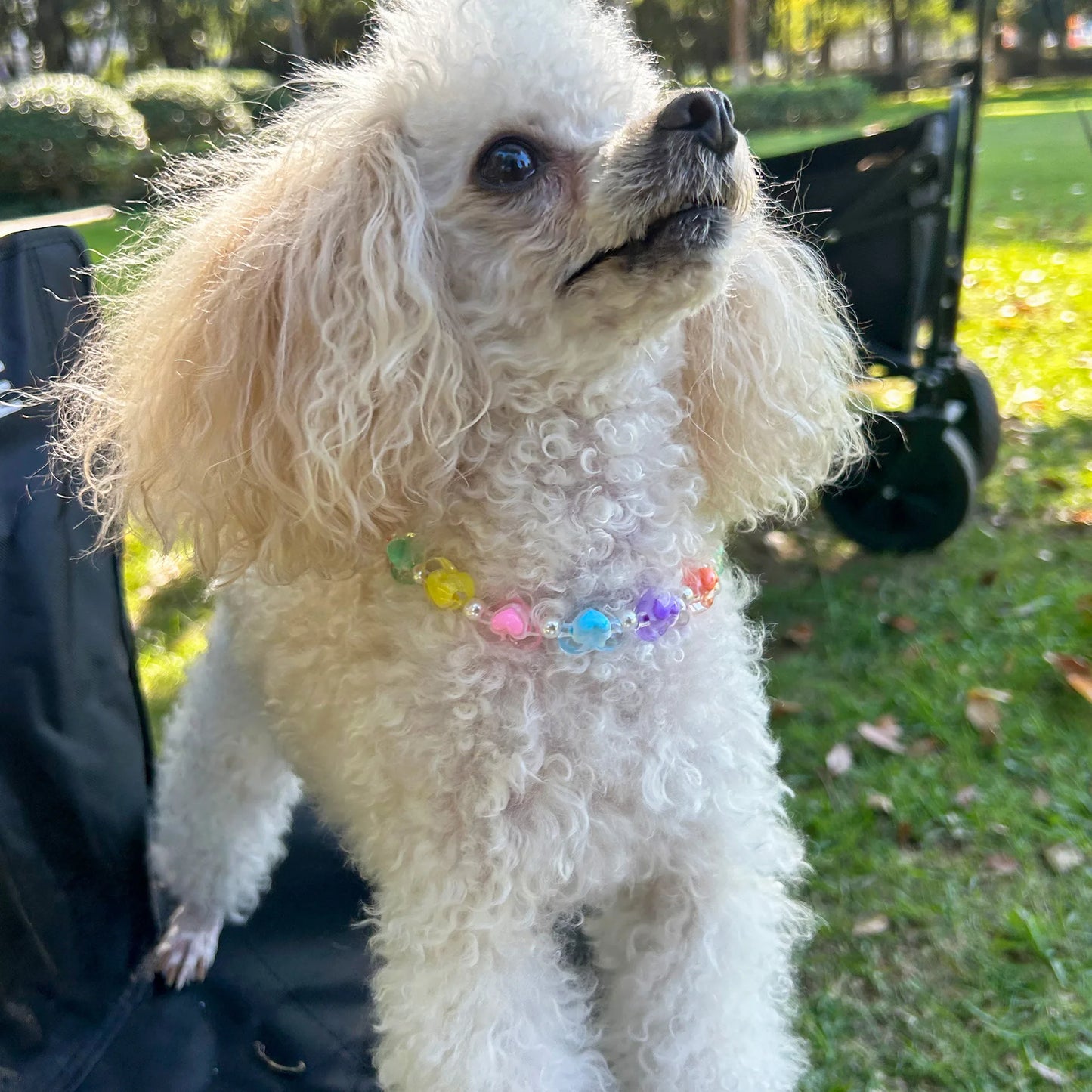 Collier pour petit chien à perles et fleurs pastel