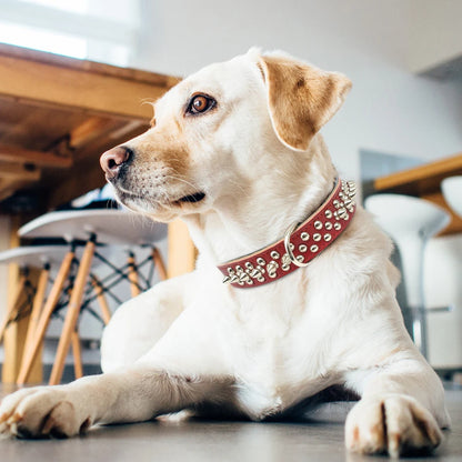 Collier clouté pour chien en cuir avec multiples petits clous métalliques