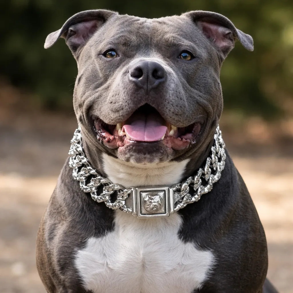 Un collier qui relève le caractère de votre chien