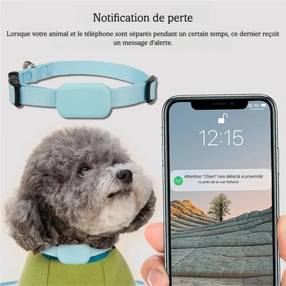 Chien gris portant un collier bleu à côté d’un smartphone avec notification.