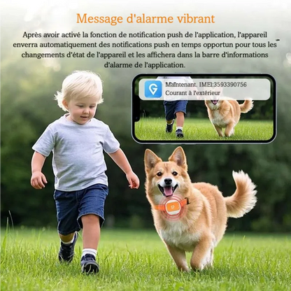 Chien courant dans l’herbe avec collier GPS orange et notification sur smartphone.
