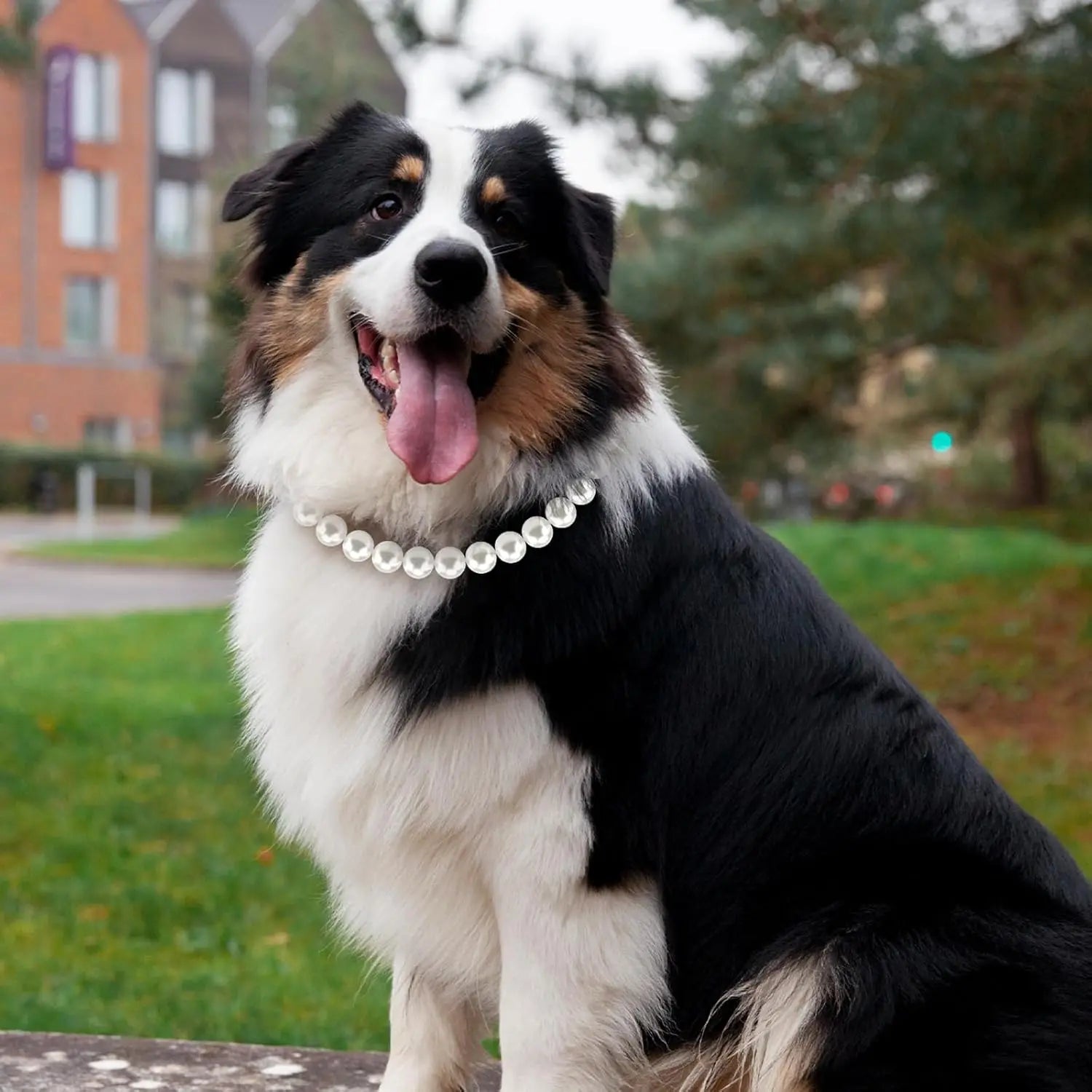 Berger australien portant un collier de luxe ajustable pour chien avec rang simple de perles blanches.