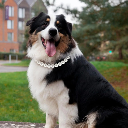 Berger australien portant un collier de luxe ajustable pour chien avec rang simple de perles blanches.