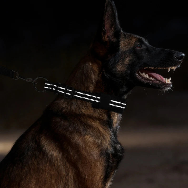 Berger malinois portant un collier réfléchissant noir dans l’obscurité.