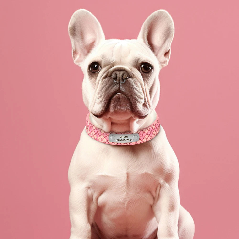 Bouledogue blanc portant un collier rose à carreaux pailletés avec plaque gravée sur un fond uni rose.