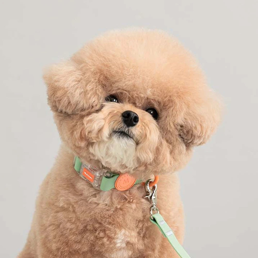 Petit caniche brun portant un collier vert pastel avec médaillon et anneau en D oranges devant un fond gris.