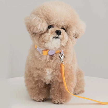 Petit caniche brun portant un collier jaune avec laisse assortie devant un fond gris.