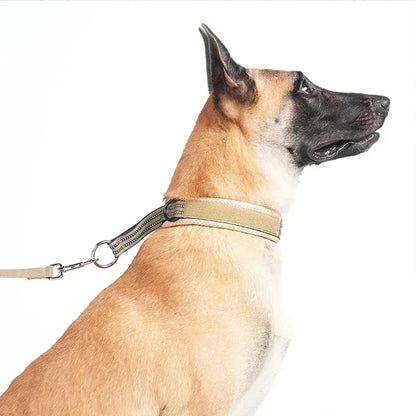 Berger malinois vu de côté portant un collier d’entraînement beige avec laisse sur fond blanc.