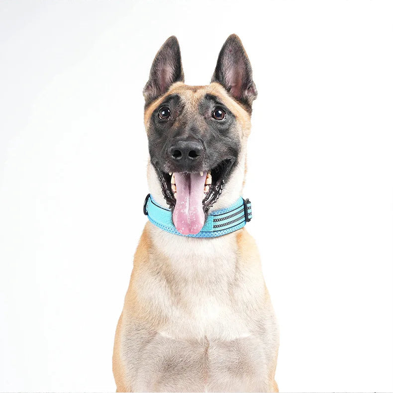 Berger malinois portant un collier d’entraînement bleu avec laisse sur fond blanc.
