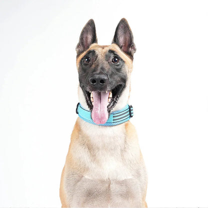Berger malinois portant un collier d’entraînement bleu avec laisse sur fond blanc.