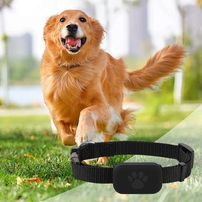 Chien roux courant sur l’herbe avec visuel du collier noir au premier plan.