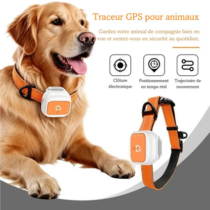 Chien assis portant un collier orange avec boîtier GPS blanc et orange.