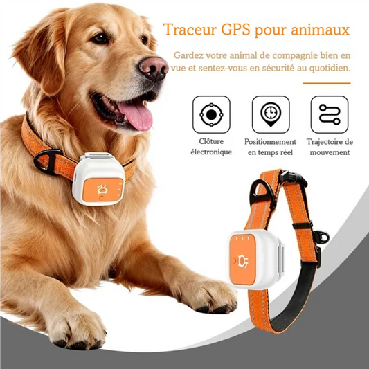 Chien assis portant un collier orange avec boîtier GPS blanc et orange.
