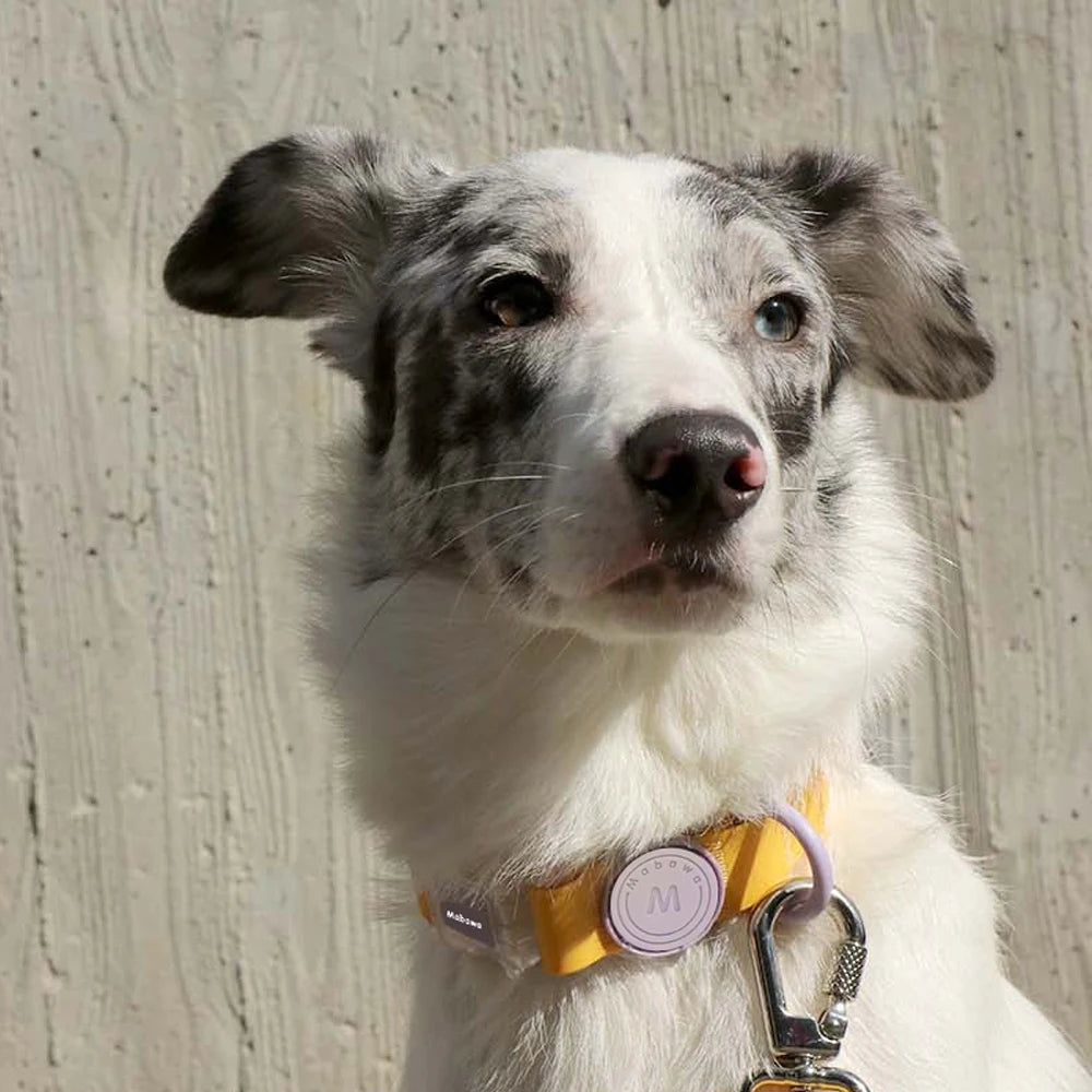 Chien gris et blanc en extérieur portant un collier jaune avec anneau et médaillon violets.