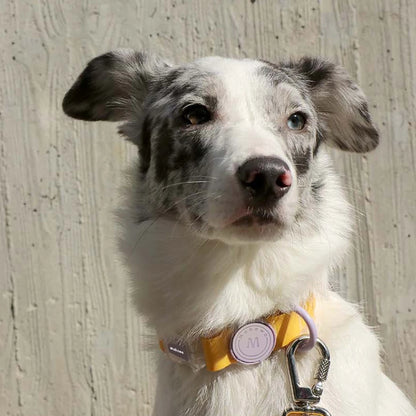 Chien gris et blanc en extérieur portant un collier jaune avec anneau et médaillon violets.