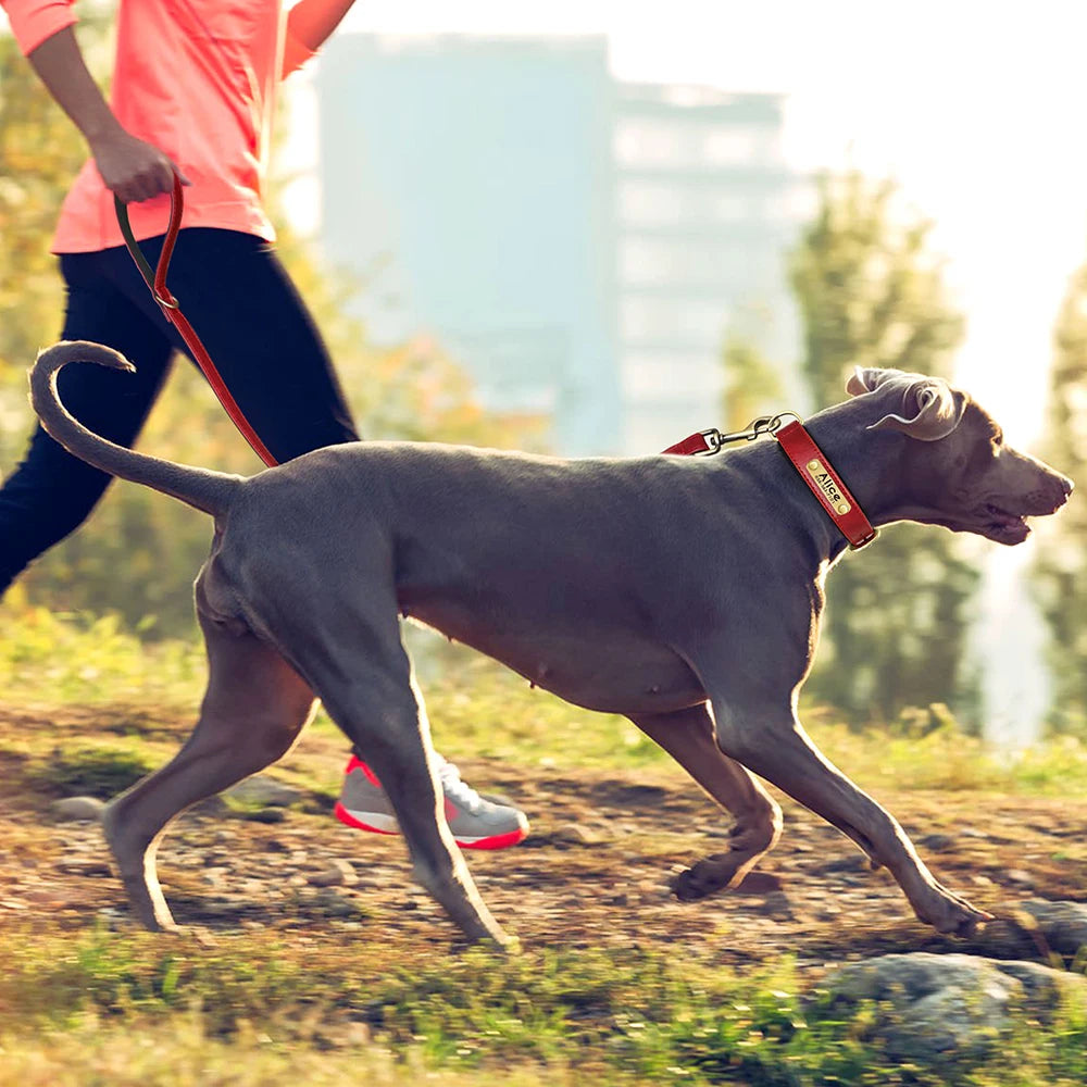 Chien portant un collier et une laisse rouges en cuir PU en extérieur.