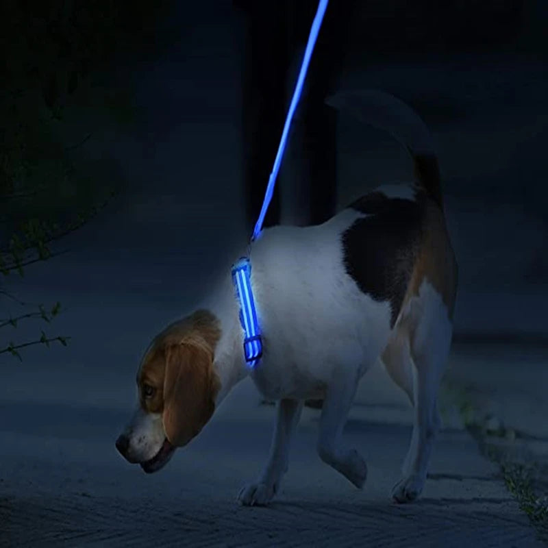 Chien marchant la nuit dans l'obscurité avec le collier lumineux bleu et laisse bleue.