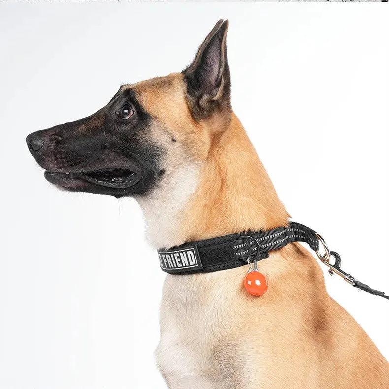 Berger malinois portant un collier noir avec médaille orange sur fond blanc.