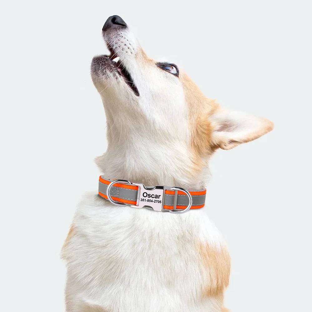 Chien clair portant un collier orange personnalisé sur fond gris.