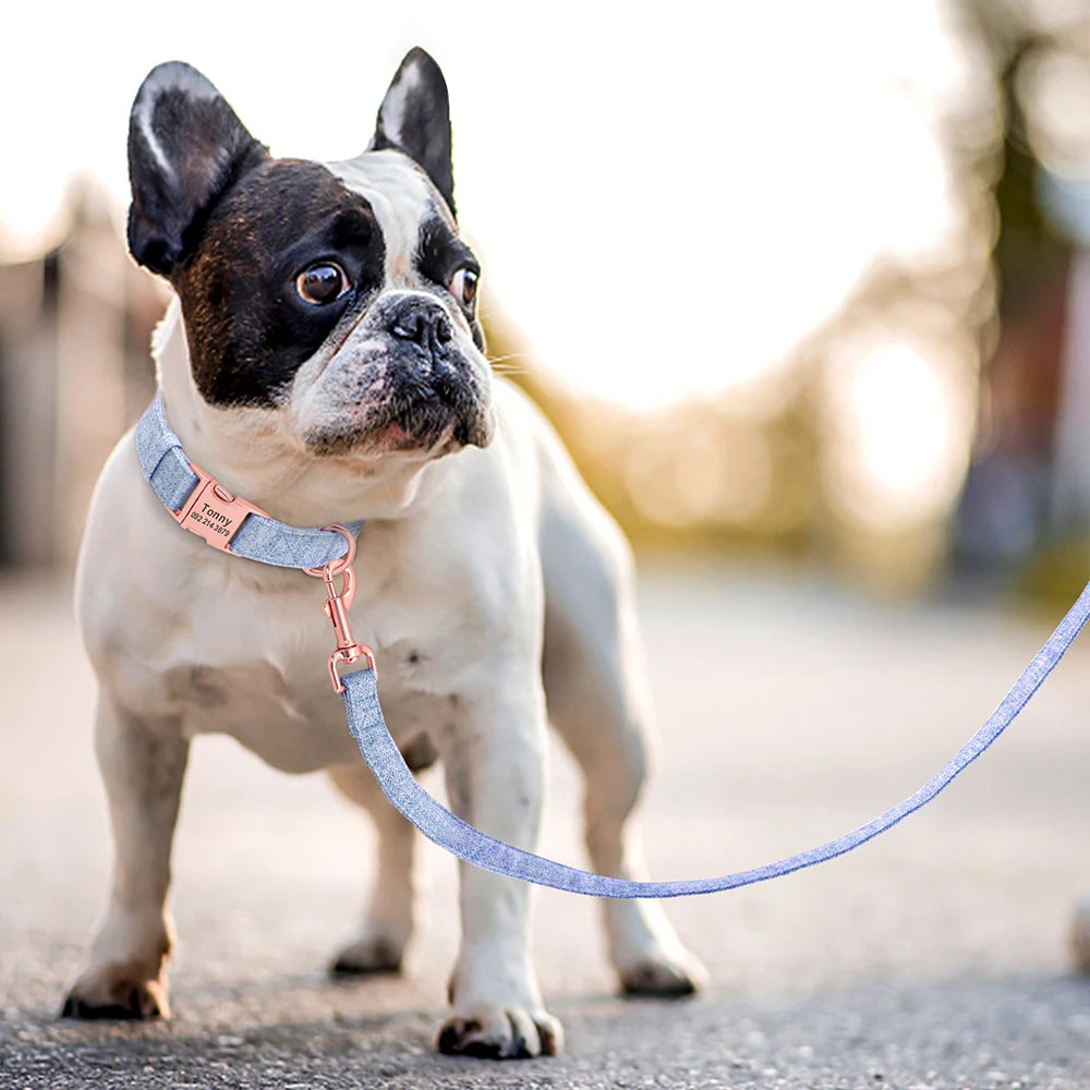 Bouledogue français en extérieur portant un collier bleu personnalisé avec laisse assortie.