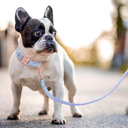 Bouledogue français en extérieur portant un collier bleu personnalisé avec laisse assortie.