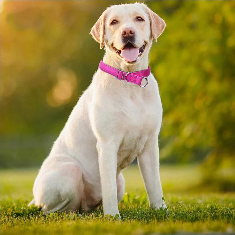 Labrador assis dans l’herbe portant un collier rose.