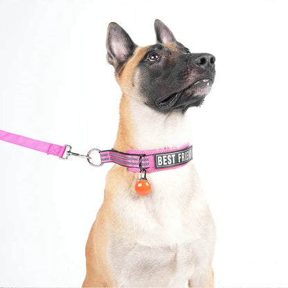 Berger malinois portant un collier d’entraînement rose avec laisse sur fond gris.