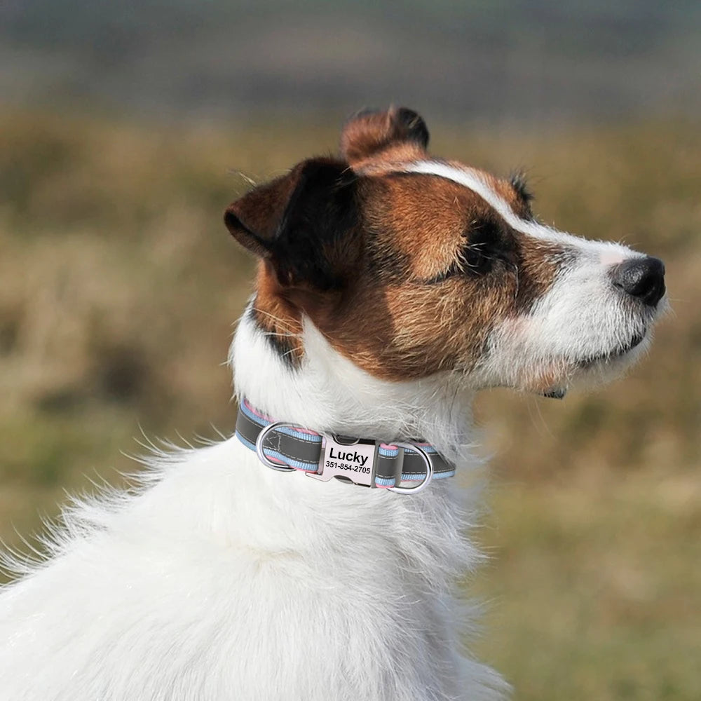 Chien blanc et marron portant un collier rose et gris personnalisé en extérieur.