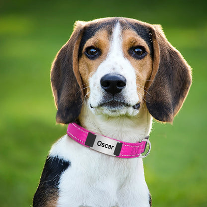 Chien blanc et marron portant un collier rose personnalisé en extérieur.