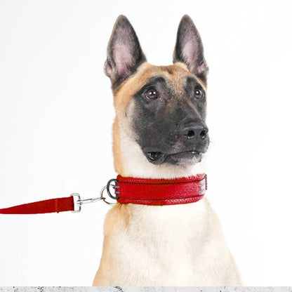 Berger malinois portant un collier d’entraînement rouge avec laisse sur fond blanc.