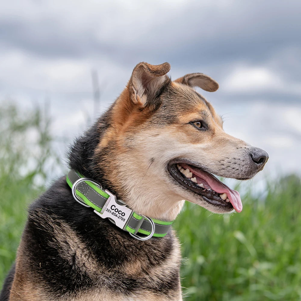 Chien portant un collier vert personnalisé avec plaque gravée en extérieur.