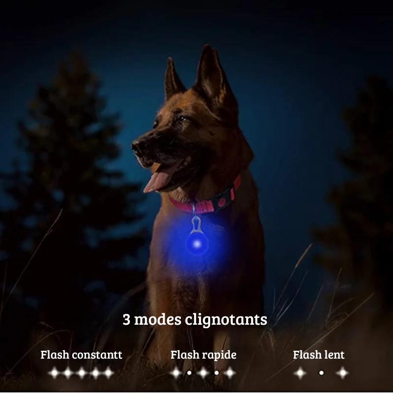 Chien portant un collier rose avec pendentif lumineux bleu la nuit dans l’obscurité.