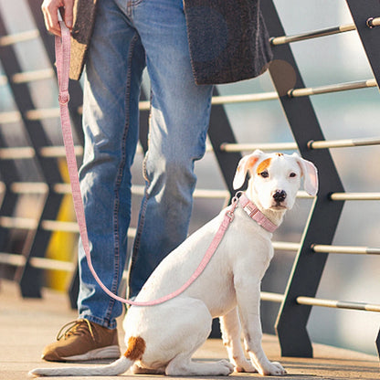 Chien balnc assis portant un collier rose personnalisé et laisse assortie en extérieur.