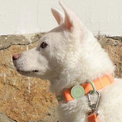 Chien blanc de profil portant un collier orange avec anneau et médaillon verts en extérieur.
