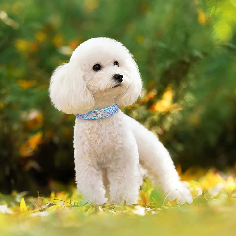 Chien blanc dans un jardin portant un collier bleu à carreaux pailletés avec plaque gravée.