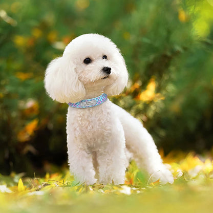 Chien blanc dans un jardin portant un collier bleu à carreaux pailletés avec plaque gravée.