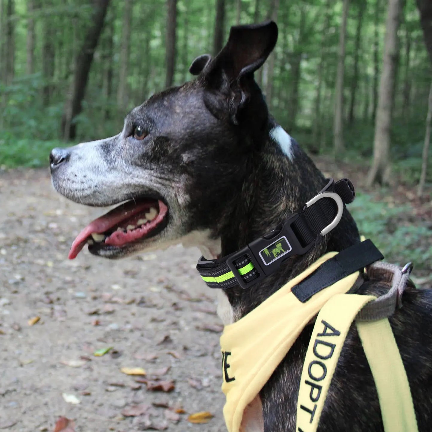 Chien bringé portant un collier noir avec bande vert fluo et un harnais jaune en extérieur forestier.