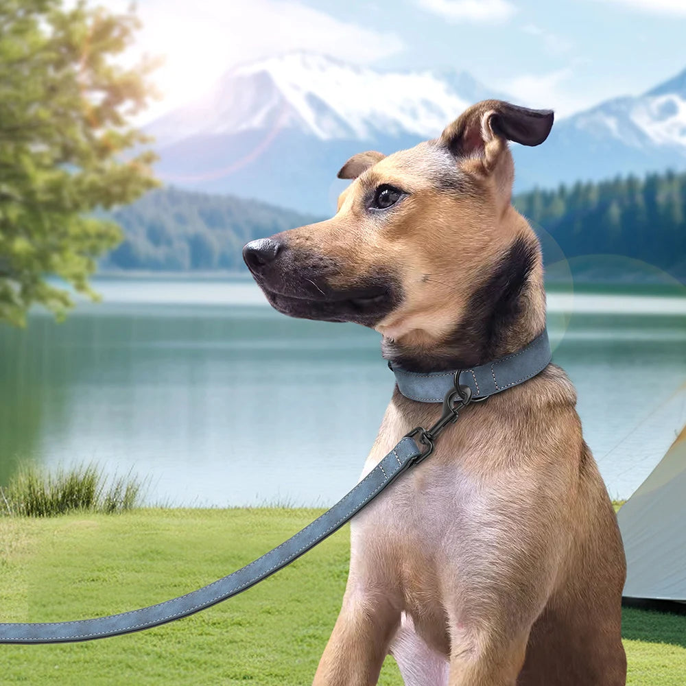 Chien dans l'herbe et au bord d'un lac portant un collier bleu avec laisse assortie et boucle métal noire.