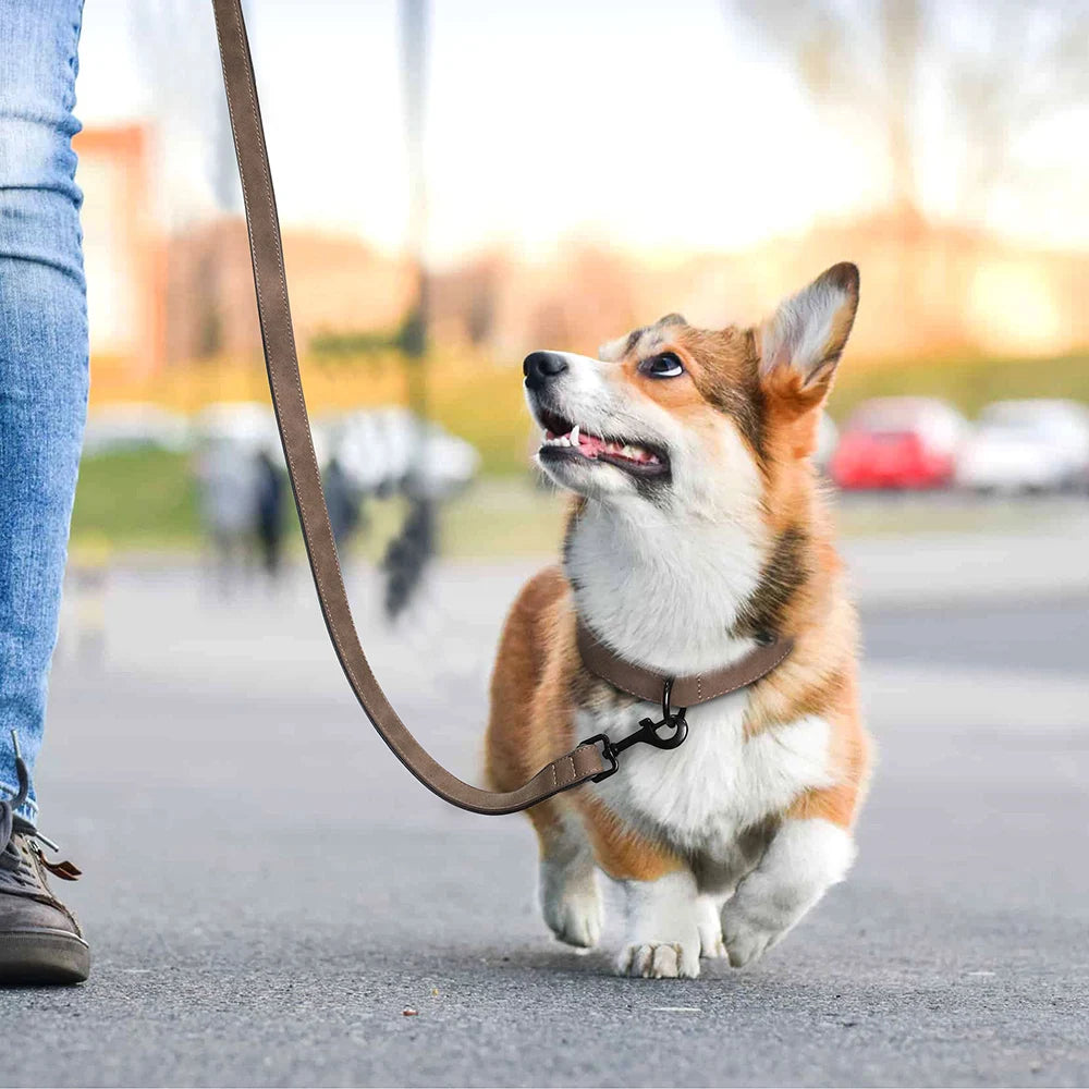 Chiot en promenade portant un collier marron avec laisse assortie et boucle métal noire.
