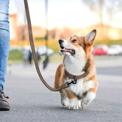 Chiot en promenade portant un collier marron avec laisse assortie et boucle métal noire.