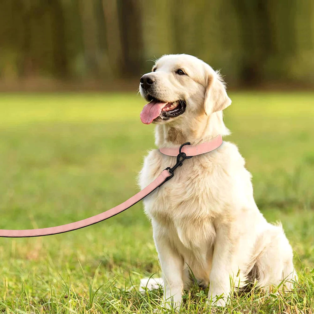 Labrador assis dans l'herbe portant un collier rose avec laisse assortie et boucle métal noire.