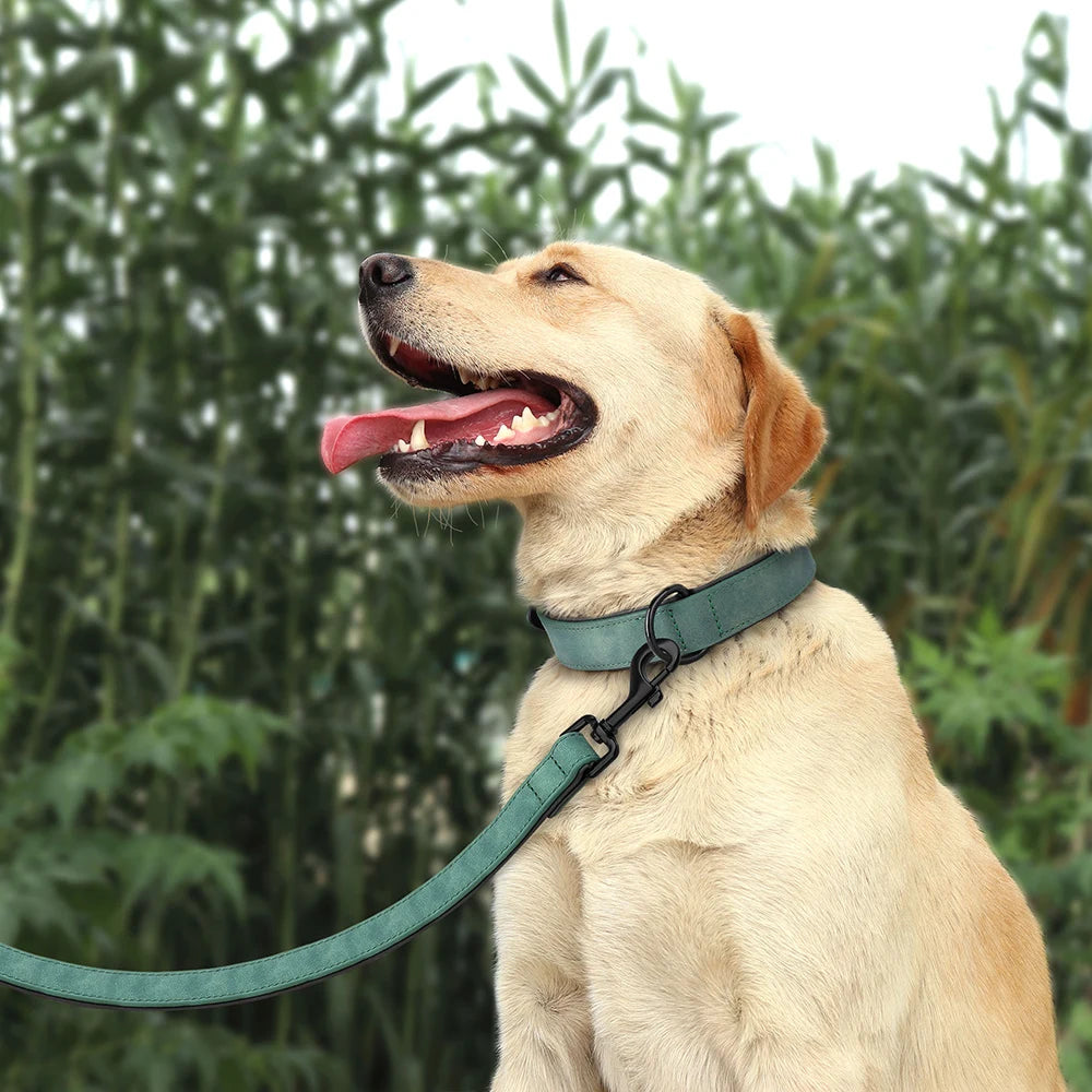 Labrador portant un collier vert avec laisse assortie et boucle métal noire.